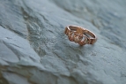 New Rose Gold Claddagh Ring with a round diamond in heart.